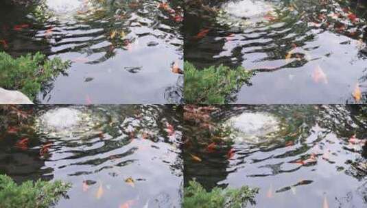 杭州径山寺许愿池锦鲤游泳慢镜头高清在线视频素材下载