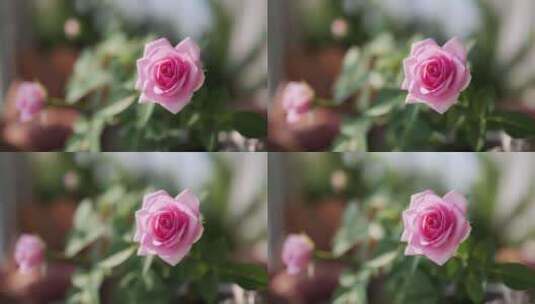 粉玫瑰延时光影变化高清在线视频素材下载