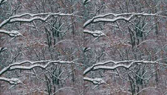 冬天雪花飘飘洒洒在树林里高清在线视频素材下载