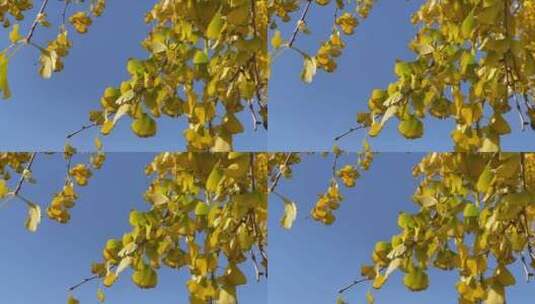 仰视摇天空阳光风吹银杏树3高清在线视频素材下载
