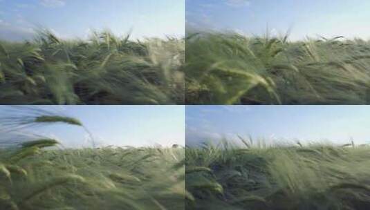 绿油油的麦田小麦种植高清在线视频素材下载