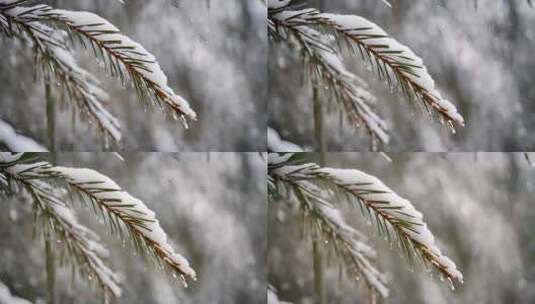 冬天雪景高清在线视频素材下载