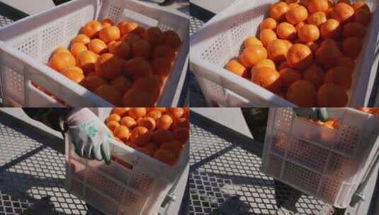 整箱橘子装车高清在线视频素材下载