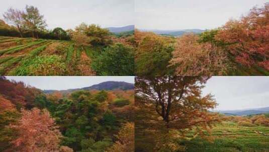 广东惠州“无量山”枫叶穿越机航拍4K视频高清在线视频素材下载