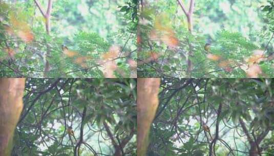 林中的小黄鸟高清在线视频素材下载