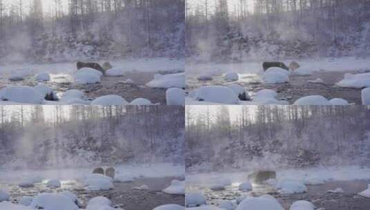 不冻河晨光中的两只牛高清在线视频素材下载