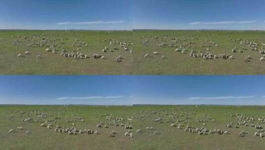 航拍呼伦贝尔草原风光羊群1117高清在线视频素材下载