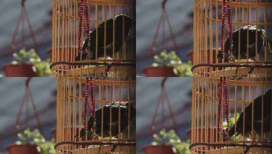 鸟笼里的黑鸟高清在线视频素材下载