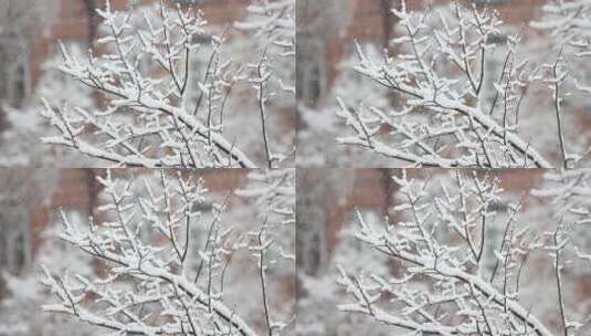 白雪覆盖的树木森林冬季景观高清在线视频素材下载