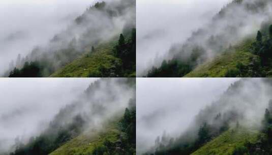 森林中云雾在飘走高清在线视频素材下载