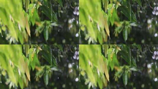 下雨天树叶唯美空镜高清在线视频素材下载