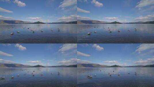 大场景碧水蓝天海鸥泸沽湖高清在线视频素材下载