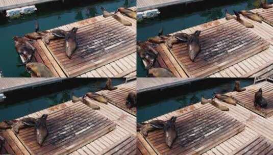 海角毛皮海豹懒惰地在木制平台上的平底锅拍高清在线视频素材下载