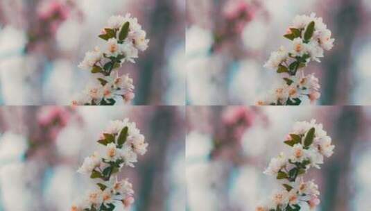 春天盛开的粉色海棠花高清在线视频素材下载