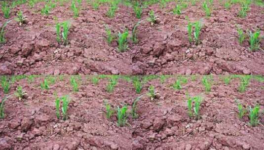 玉米地育苗高清在线视频素材下载