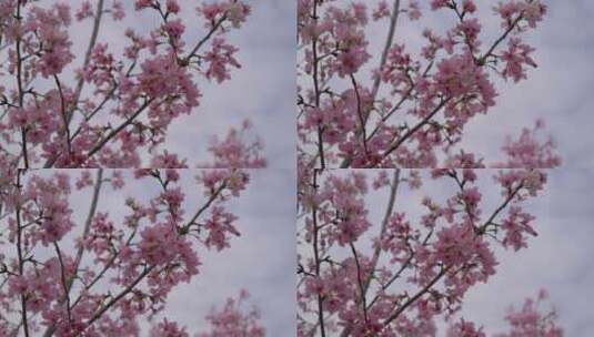 樱花花朵花瓣绽开高清在线视频素材下载