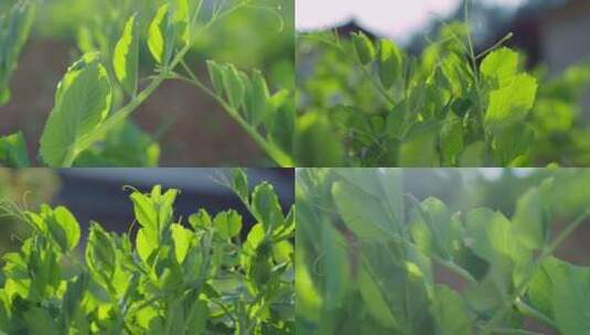 嫩绿的豌豆颠高清在线视频素材下载