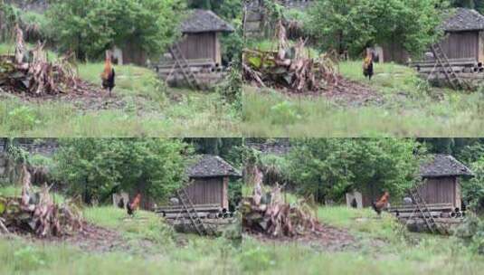 农村的散养走地鸡高清在线视频素材下载