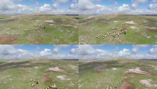 牧羊人在哈兰平原放牧他的羊高清在线视频素材下载