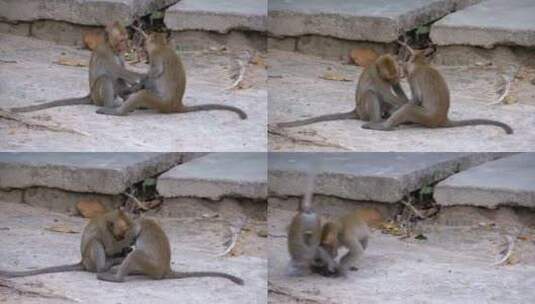 两只小猴子正在玩泰国慢动作高清在线视频素材下载