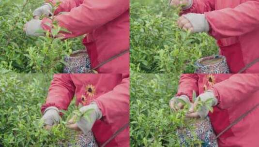 春天茶农茶山采茶特写镜头高清在线视频素材下载