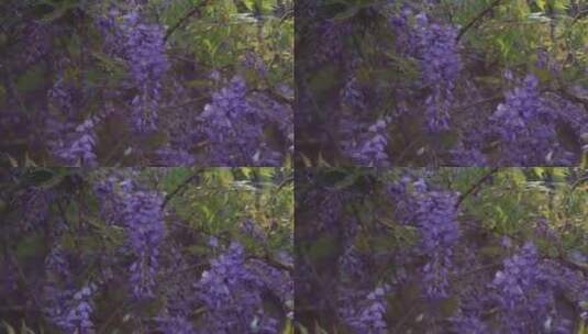 紫藤花花瓣花朵花开绽放高清在线视频素材下载