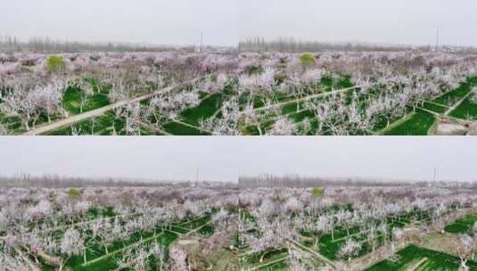 新疆莎车县巴旦木种植园区高清在线视频素材下载
