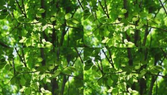 阳光森林树叶夏日自然大自然树林夏天高清在线视频素材下载