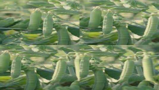 种植成熟的豌豆高清在线视频素材下载