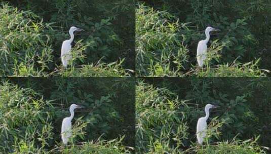 栖息在湿地树木上的白鹭高清在线视频素材下载