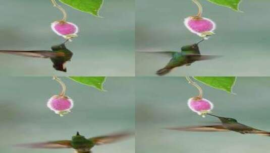 蜂鸟在野外以花蜜为食高清在线视频素材下载