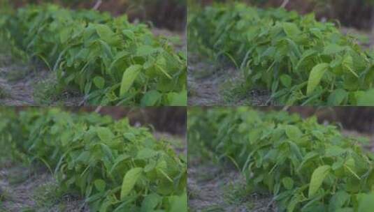 田间菜地 自然 生活 悠闲 惬意高清在线视频素材下载