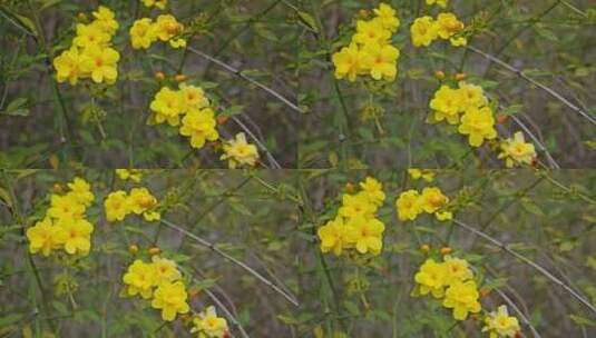 早春迎春花清明花小黄花花簇花瓣花蕊植物高清在线视频素材下载