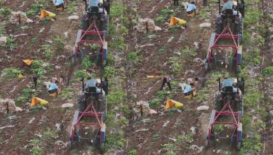 农村农业农民土豆种植收获丰收高清在线视频素材下载