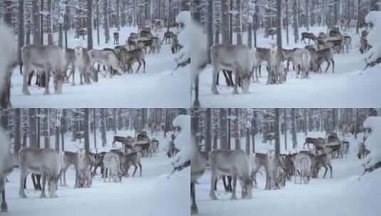 驯鹿，雪，森林，角高清在线视频素材下载