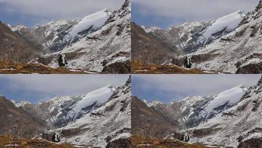 岷山山脉雪宝顶雪山下的登山者徒步进山高清在线视频素材下载