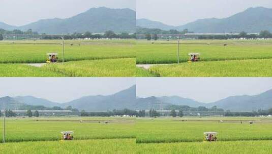 中国广东省中山市南朗街道崖口稻田高清在线视频素材下载