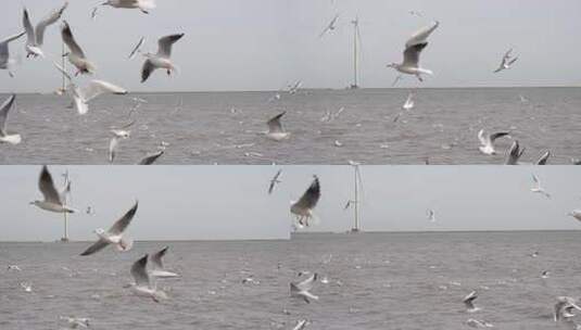 海鸥 海边 海平线 日出 群鸟 大海高清在线视频素材下载