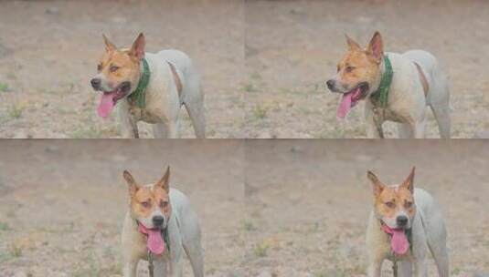 猛犬俱乐部：猎犬形态表情特写高清在线视频素材下载