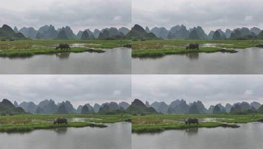 水边水牛在雨中草地吃草的自然景象高清在线视频素材下载