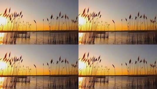 夕阳下随风摇曳的芦苇高清在线视频素材下载