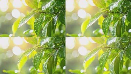 阳光下带水珠的绿色树叶高清在线视频素材下载