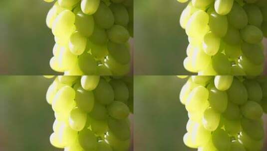 特写绿葡萄素材高清在线视频素材下载