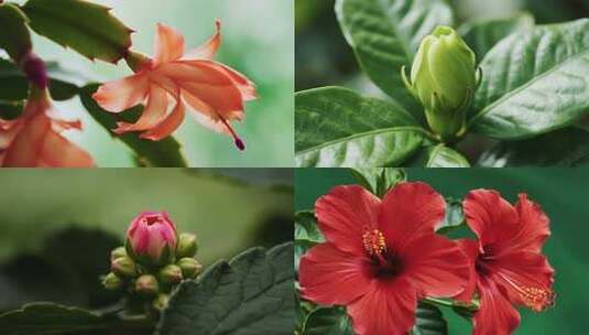 春天花开春分立春节气冬去春来万物复苏高清在线视频素材下载