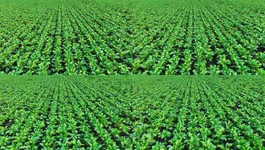 农田种植的甜菜高清在线视频素材下载