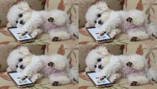 白色小狗躺沙发玩智能手机高清在线视频素材下载