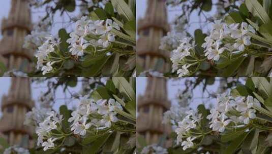 柬埔寨农村寺庙里的花白色花朵与背景建筑的和谐景象高清在线视频素材下载
