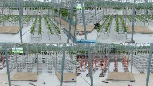 温室大棚内蔬菜种植场景高清在线视频素材下载