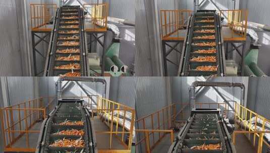 工厂胡萝卜输送流水线高清在线视频素材下载