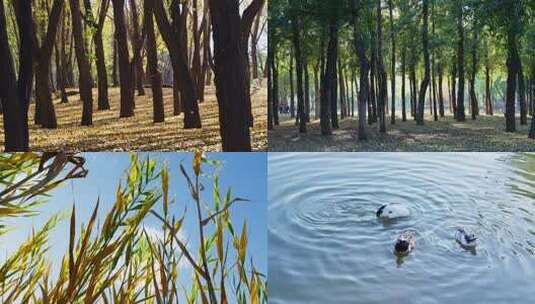 风秋天秋风微风快切快节奏片头情绪意境空镜高清在线视频素材下载